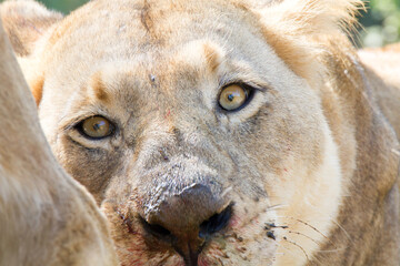 Lion eating a buffalo calf 