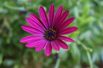 Obraz premium Close-up of beautiful purple Osteospermum or african daisy pink flowers in the garden