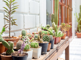 Various green cactus plants in pots.