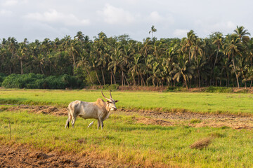 White bovine/ox grazing in an agricultural field. Agricultural landscape in Goa, India.