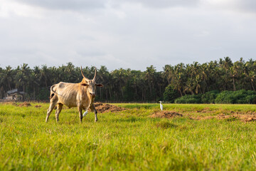 White bovine/ox grazing in an agricultural field. Agricultural landscape in Goa, India.