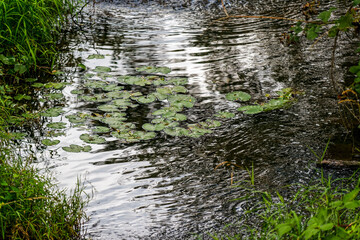 Nénuphars à la surface d'une rivière