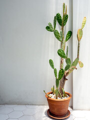 Cactus in terracotta pot on white wall background.