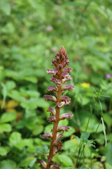 Broomrape, branched broomrape flower in the meadow in springtime .Orobanche species 