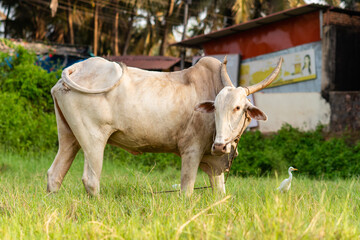 White bovine/ox grazing in an agricultural field. Agricultural landscape in Goa, India.