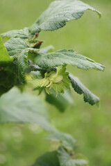 Unripe Hazelnut tree fruit on branch in the garden on selective focus. Corylus avellana tree