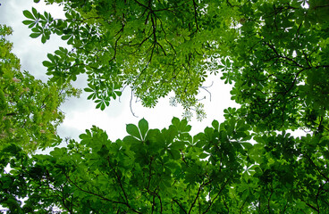 Fototapeta na wymiar chestnut leaves on blue sky background