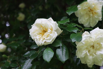 Beautiful climbing white roses on bush in the garden on springtime