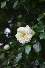 Beautiful climbing white roses on bush in the garden on springtime