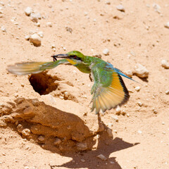 Swallow-tailed Bee-eater at is burrow nest