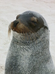 Lion de mer sur le sable Galapagos