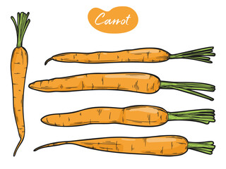 Carrots isolated on white background. Vector illustration