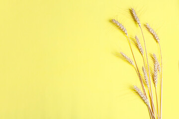 Golden wheat and rye ears, dry yellow cereals spikelets on yellow, background, closeup, flat lay, top view, copy space