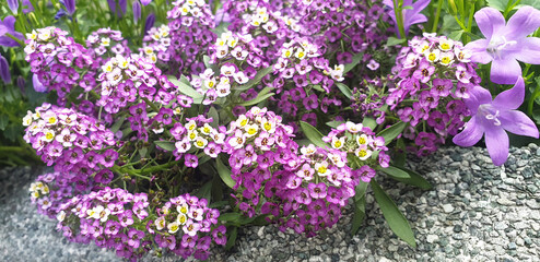 Obraz premium Purple and blue flowers Lobularia maritima and Campanula in a flower bed near the stone fence.