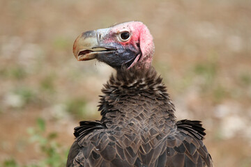 Close up of head of a Lappet-faced Vulture