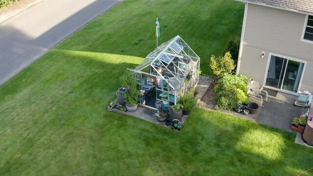 Glasshouse on a mowed yard with a woman gardener inside. Orbiting aerial of a greenhouse in the backyard. Elderly female gardener seen through the window.