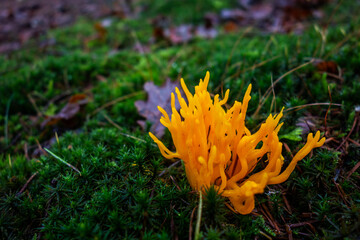 Close up of  yellow stagshorn fungus (Calocera viscosa)
