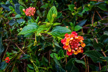 Close up of trumpet vine climber in the rain (Campsis radicans)
