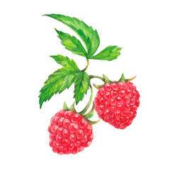 Red raspberry with green leaves. Colorful watercolor illustration isolated on white background.