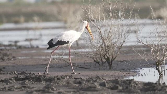 Storch in Sumpflandschaft am Fluss 