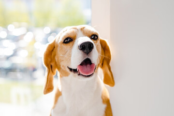 Cute happy beagle dog