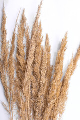 Fototapeta premium Dry wild bushgrass on white background