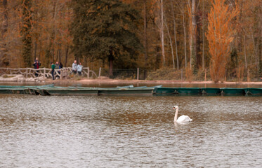 swans on the lake