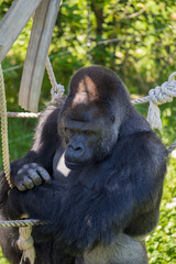 動物園の可愛いゴリラ