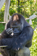 動物園の可愛いゴリラ
