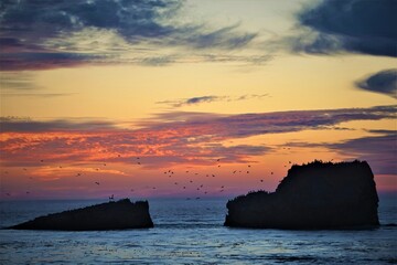 Pelicans in front of a sunset on the west coast