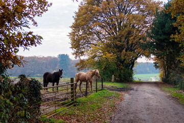 Black and brown horse in an autumn landscape near Beekbergen, Netherlands
