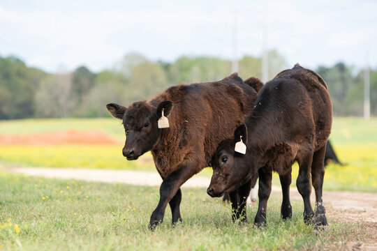 Two Angus calves playing