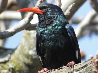 Green Wood Hoopoe, Johannesburg, South Africa, 2019 © Malcolm
