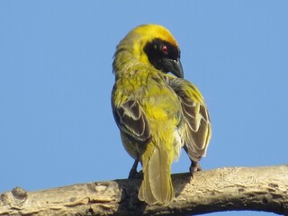 Yellow Weaver Bird, Johannesburg, South Africa, 2019
