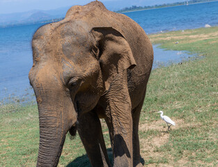 Close up of elephant in Udawalawe National Park of Sri Lanka
