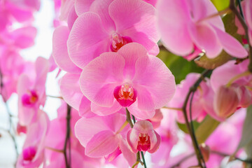 Naklejka na ściany i meble Beautiful Phalaenopsis Orchid flower blooming in garden floral background