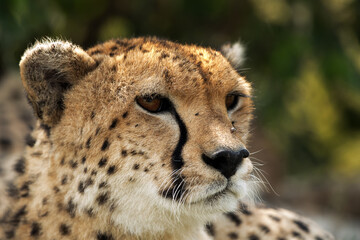 Closeup of Cheetah