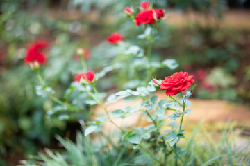 Obraz premium Beautiful red roses flower in the garden