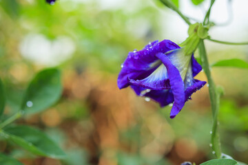 close up blue butterfly pea flower in the garden