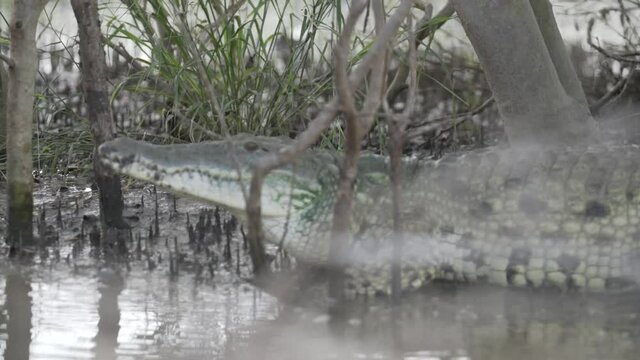 Krokodil am Fluss springt ins Wasser
