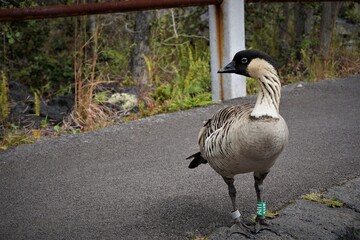 Curious Hawaiian goose, nene, on Big Island, Hawaii.