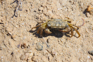 Talon crab (Grapsus albolineatus) running across the sand on a hot, sunny day