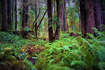 Beautiful nature at Redwood National Park, USA.