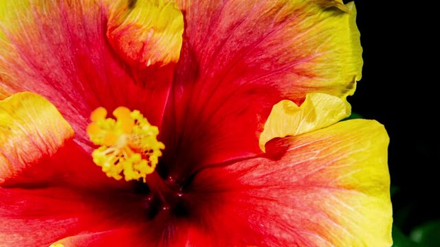 Yellow Red Hibiscus Open Its Flower in Time Lapse. Blooming Plant On a Black Background