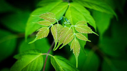 saturated green leaf. green plant in full screen. green summer photo. plant closeup with blur background.