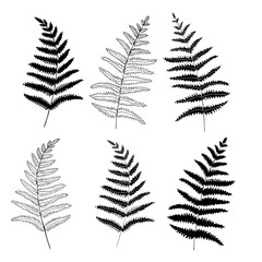 Set graphic collection of fern branches. Colouring book page design, elements for home decor and textile.