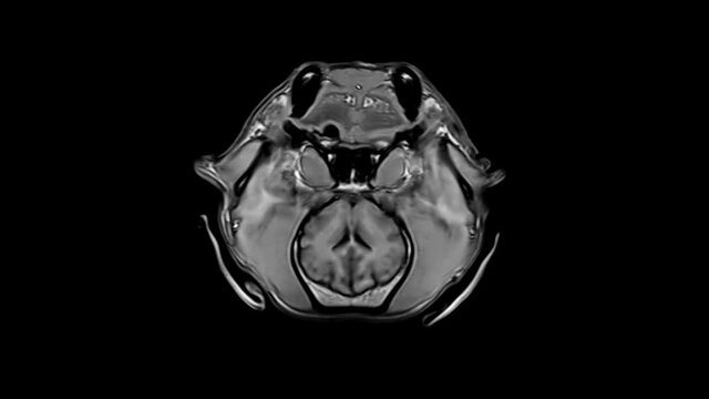 Magnetic resonance Imaging of the Dog's Head - MRI