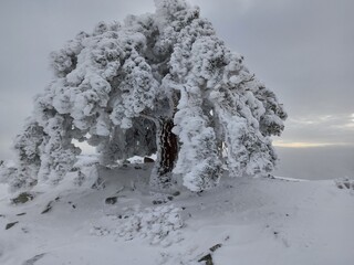 Árbol nevado