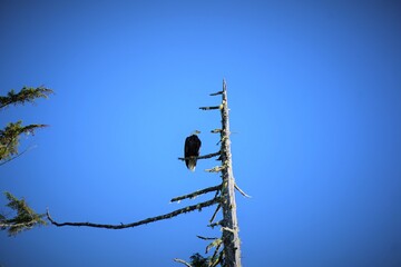 Bald eagle on tree at the coast of Vancouver Island, near Tofino.
