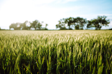 Green wheat field. Ripening ears of wheat field. Sunset light. Summer day 